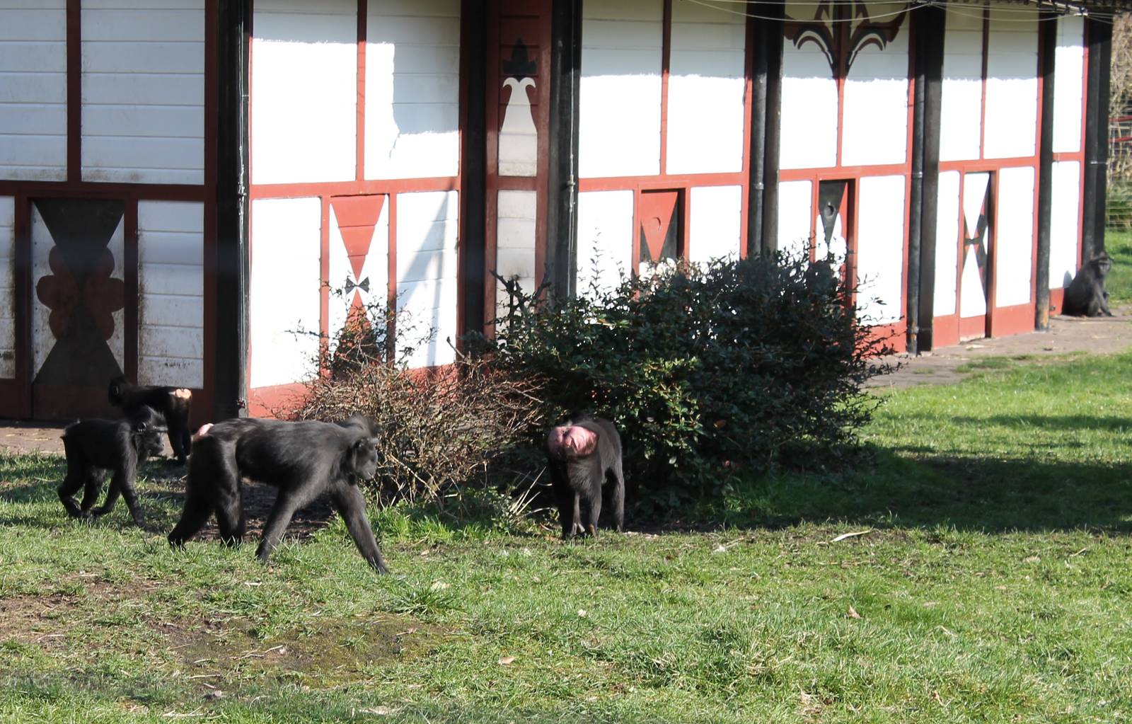 Celebes crested macaques