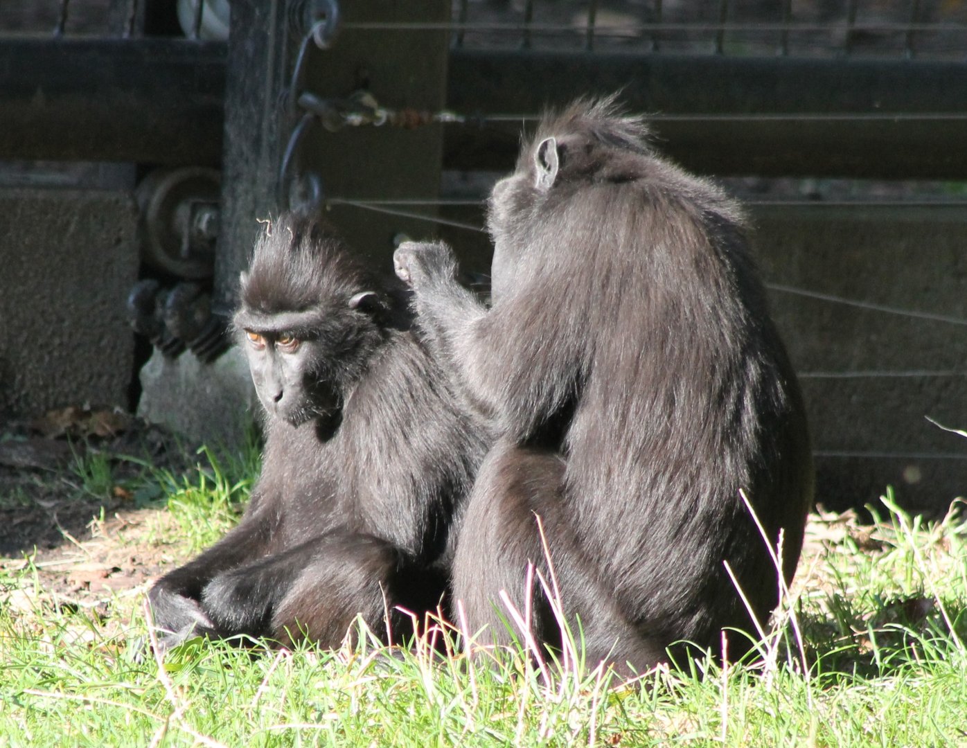 Celebes crested macaques