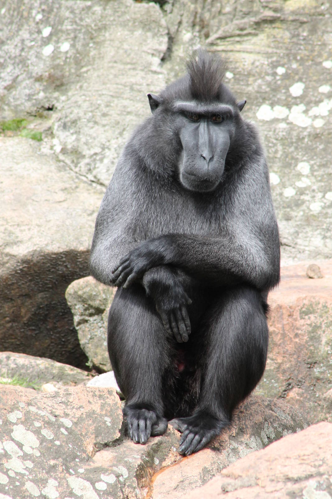 Celebes crested monkey