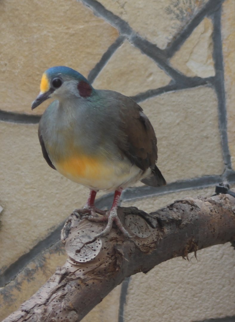 Celebes ground-dove