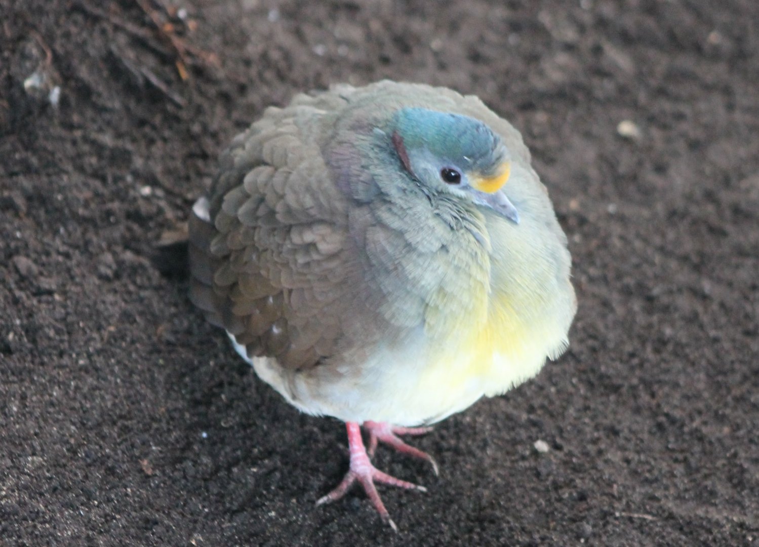 Celebes ground-dove