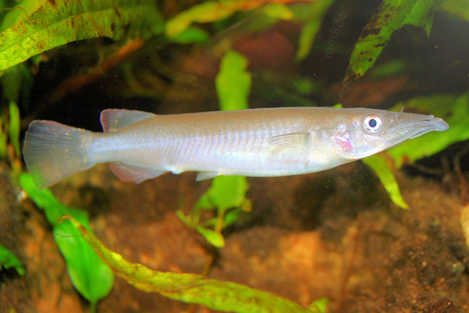 Celebes halfbeak; Cologne; 5th September 2014