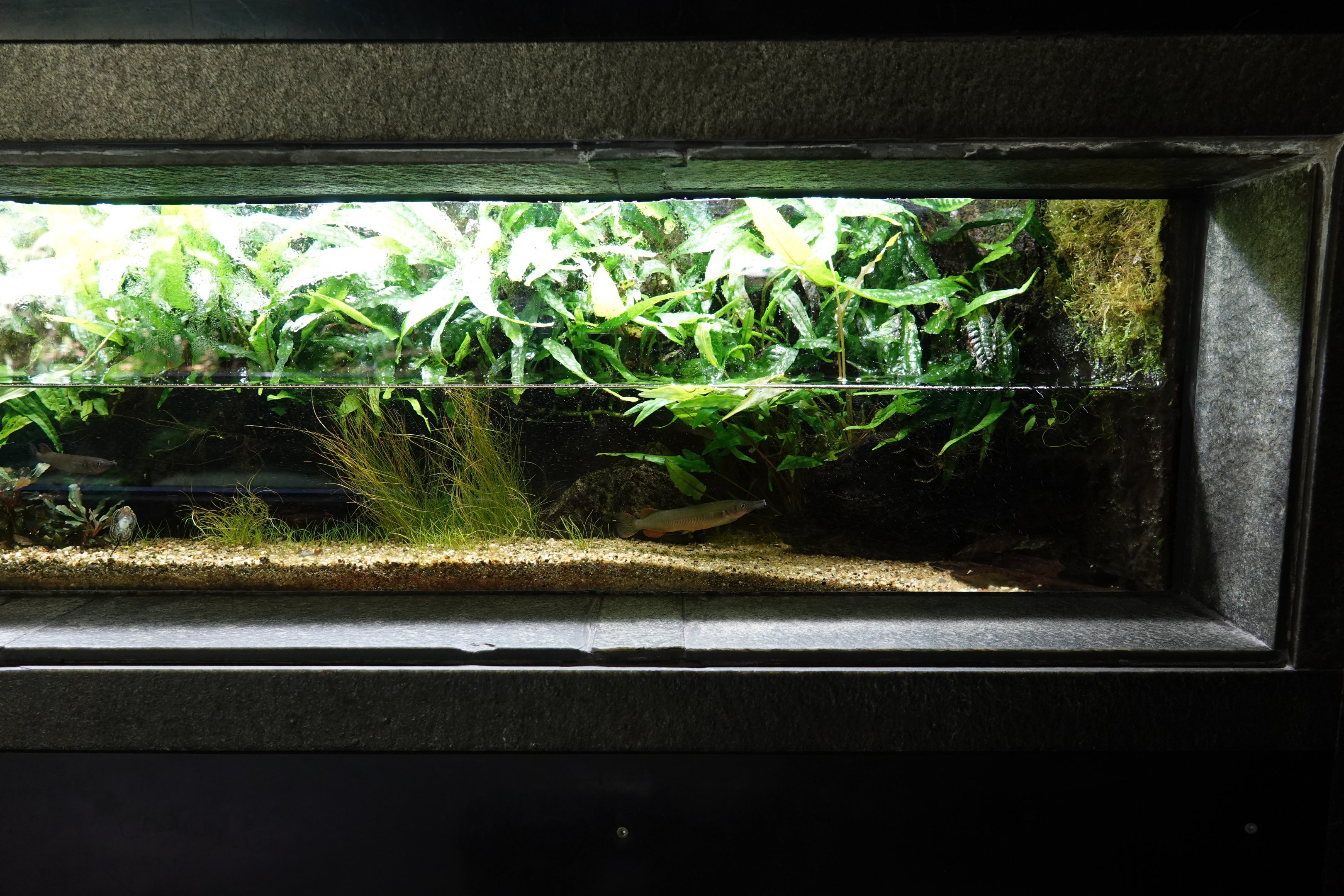 Celebes halfbeak tank