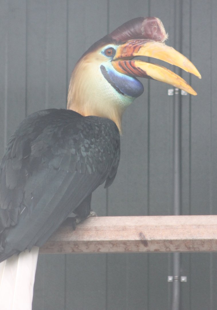 Celebes knobbed hornbill - Male
