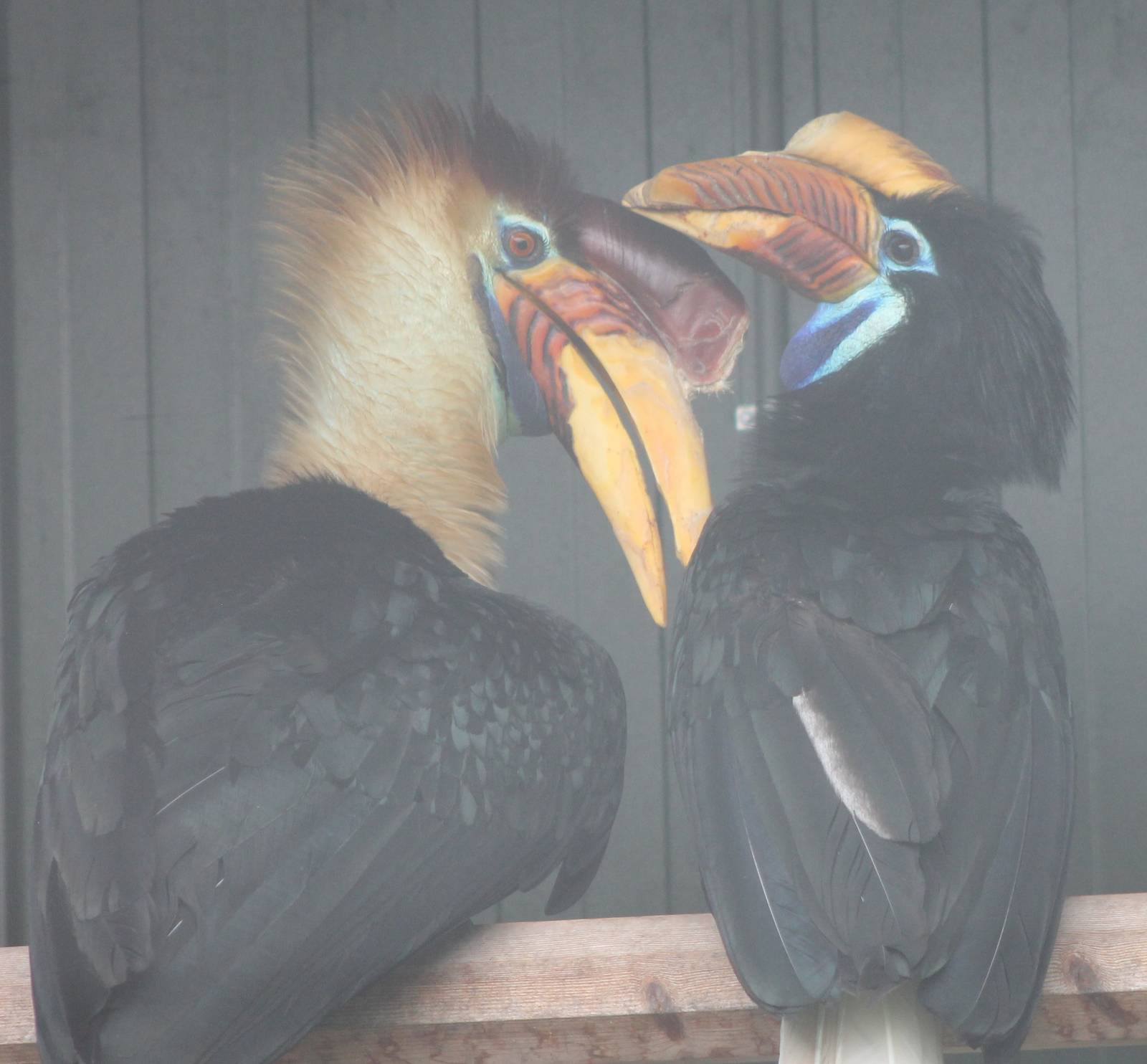 Celebes knobbed hornbill pair