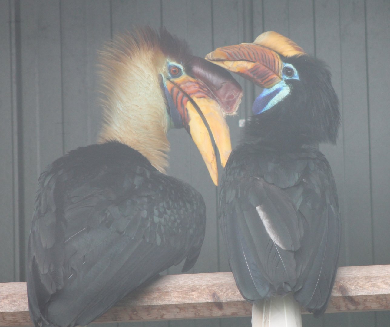 Celebes knobbed hornbills