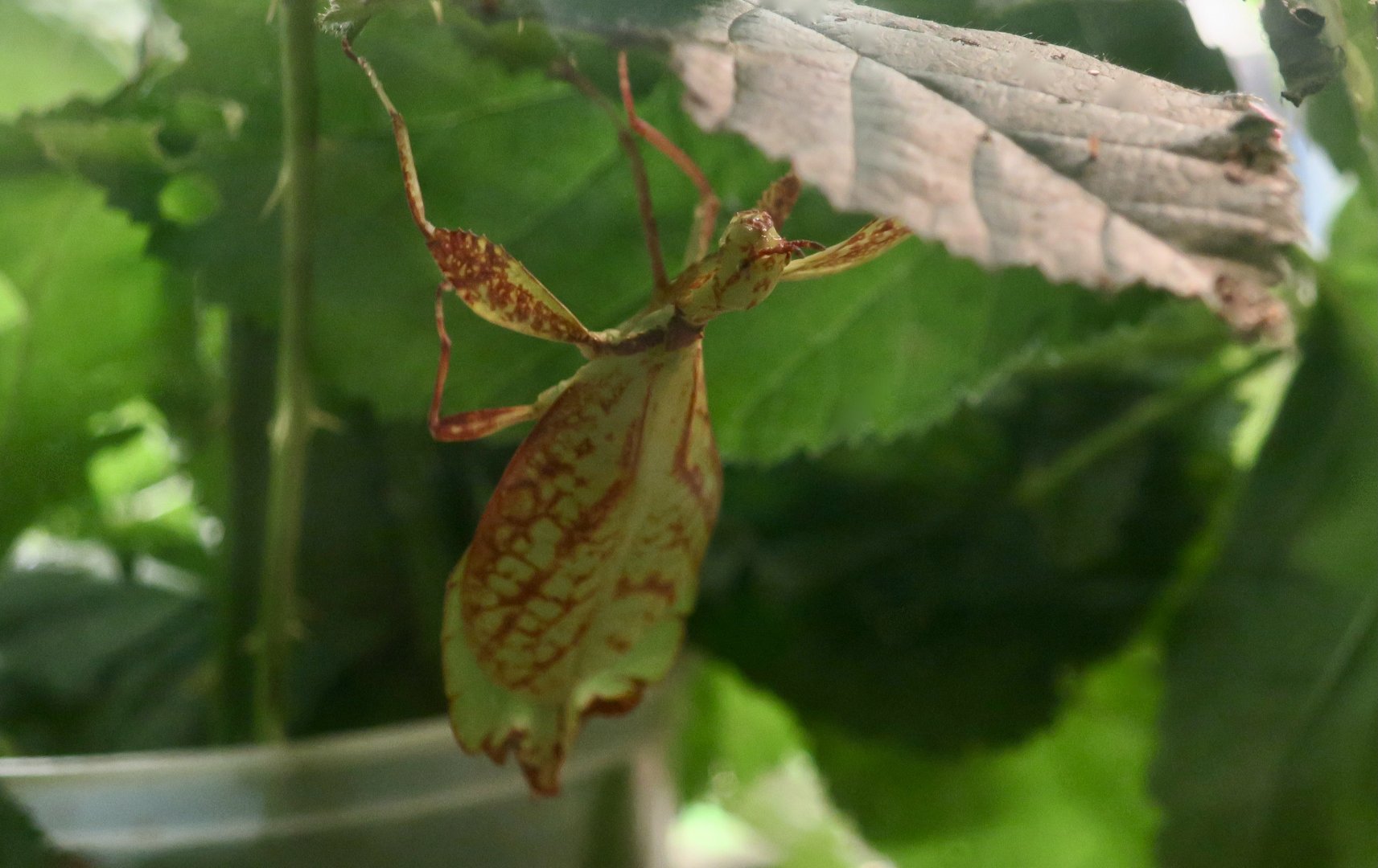 Celebes Leaf Insect (Cryptophyllium celebicum)