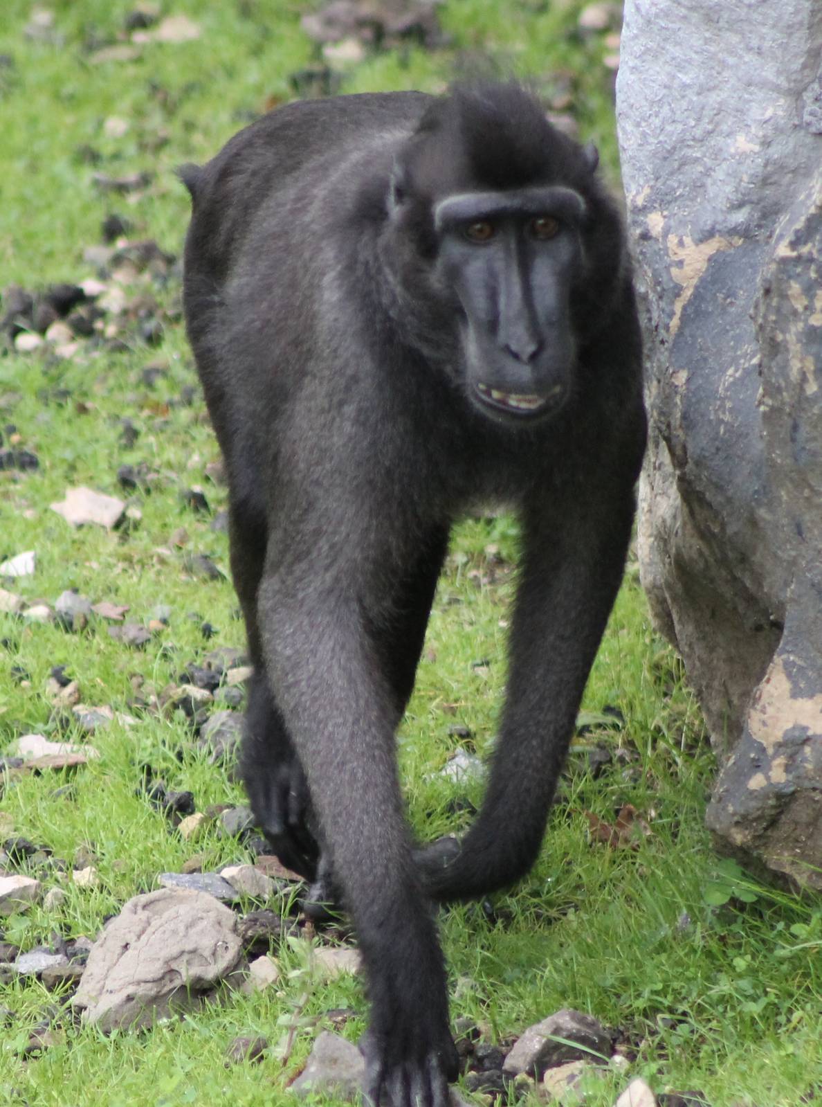 Celebes macaque