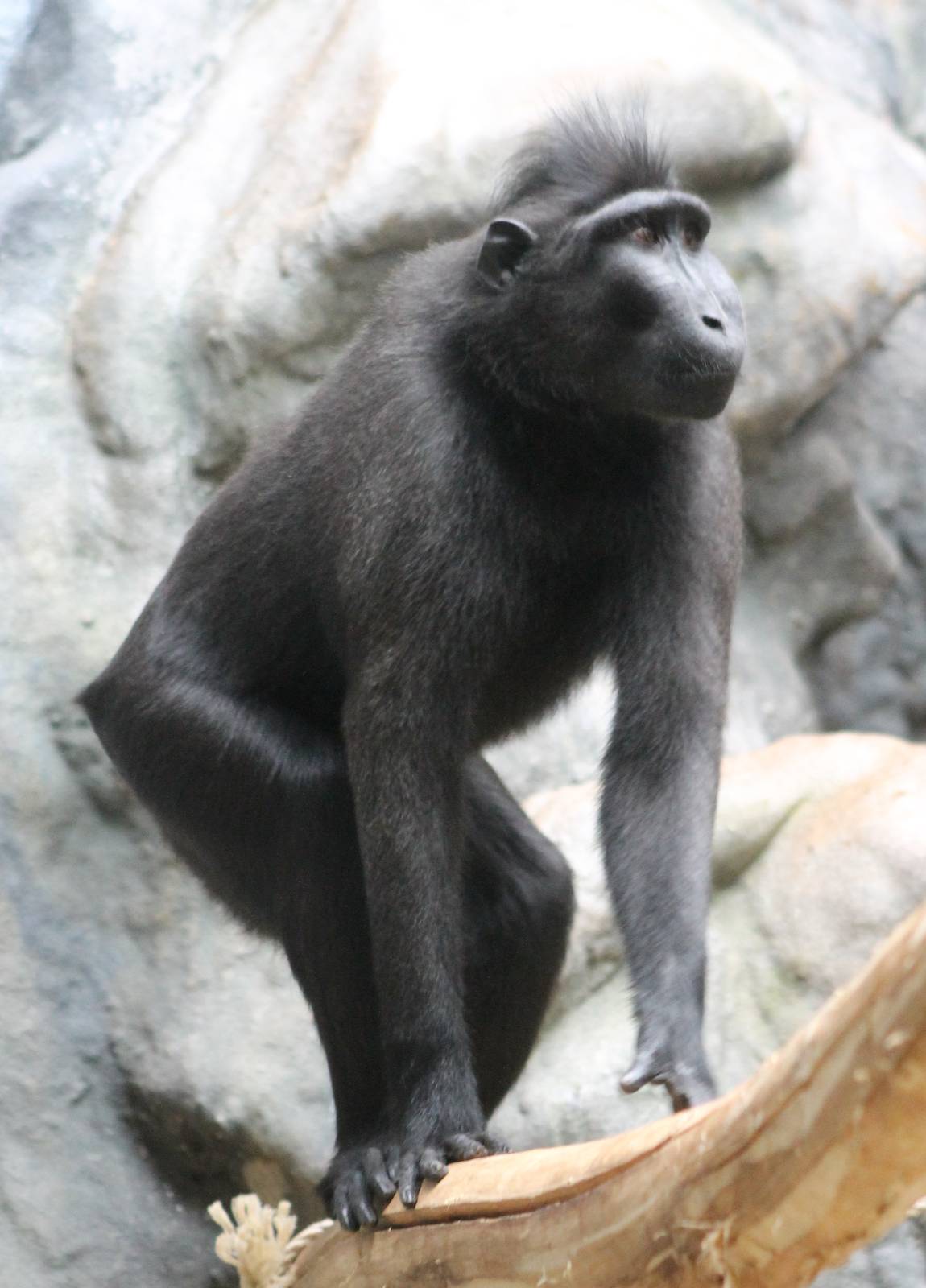 Celebes macaque