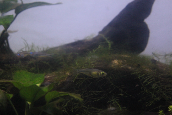 Celebes rainbowfish (Marosatherina ladigesi)