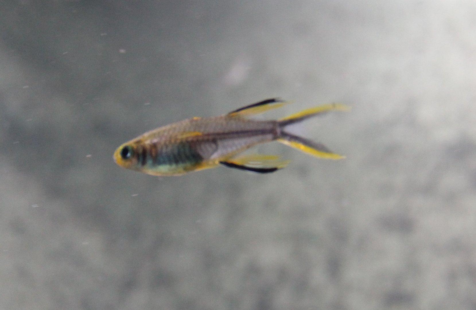 Celebes rainbowfish