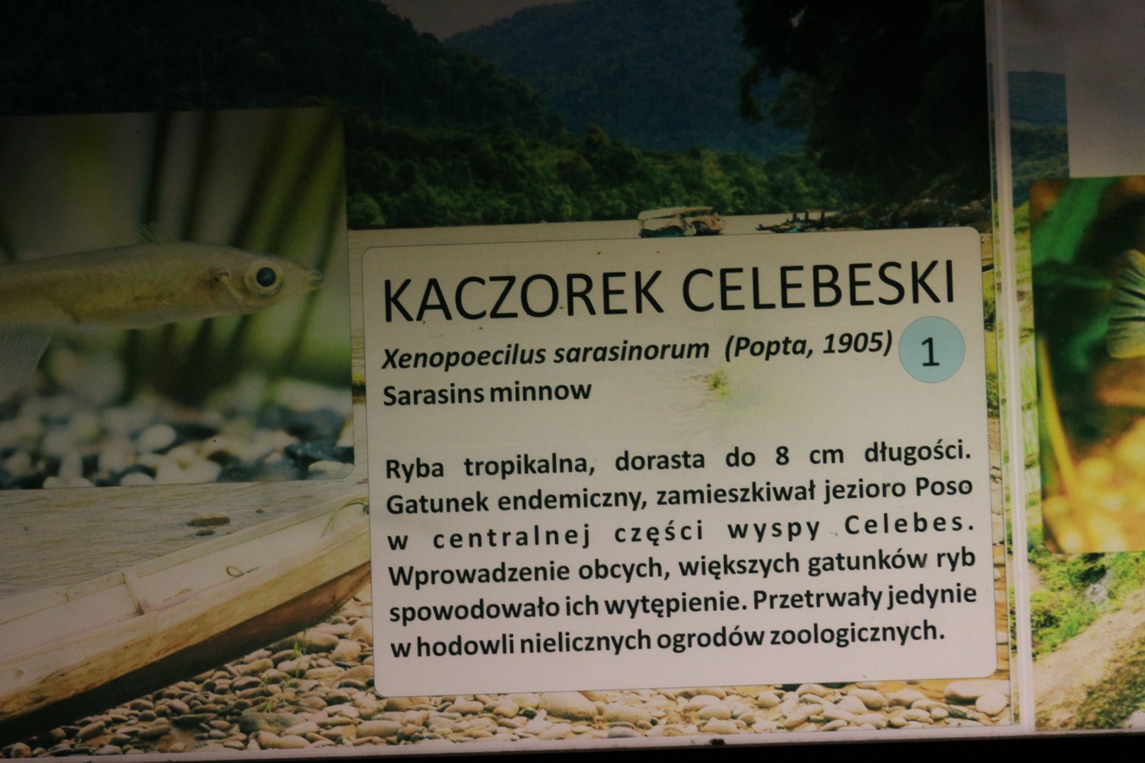 Celebes Ricefish Signage