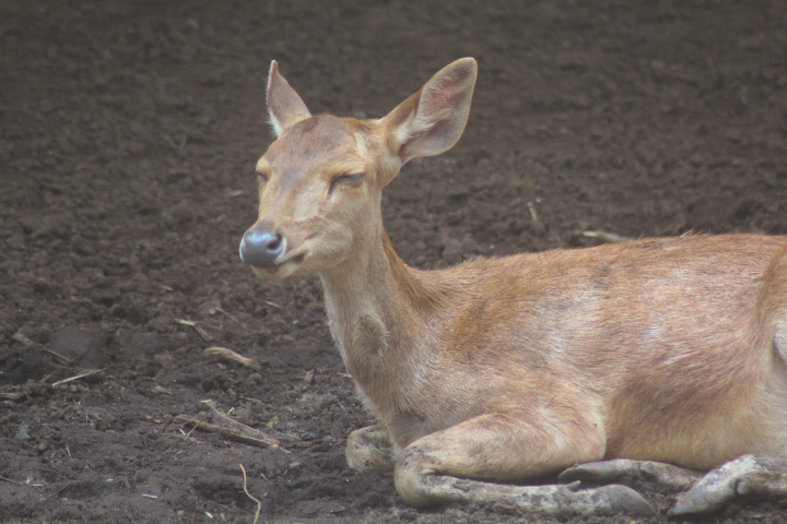 Celebes rusa deer (Rusa timorensis macassaricus)