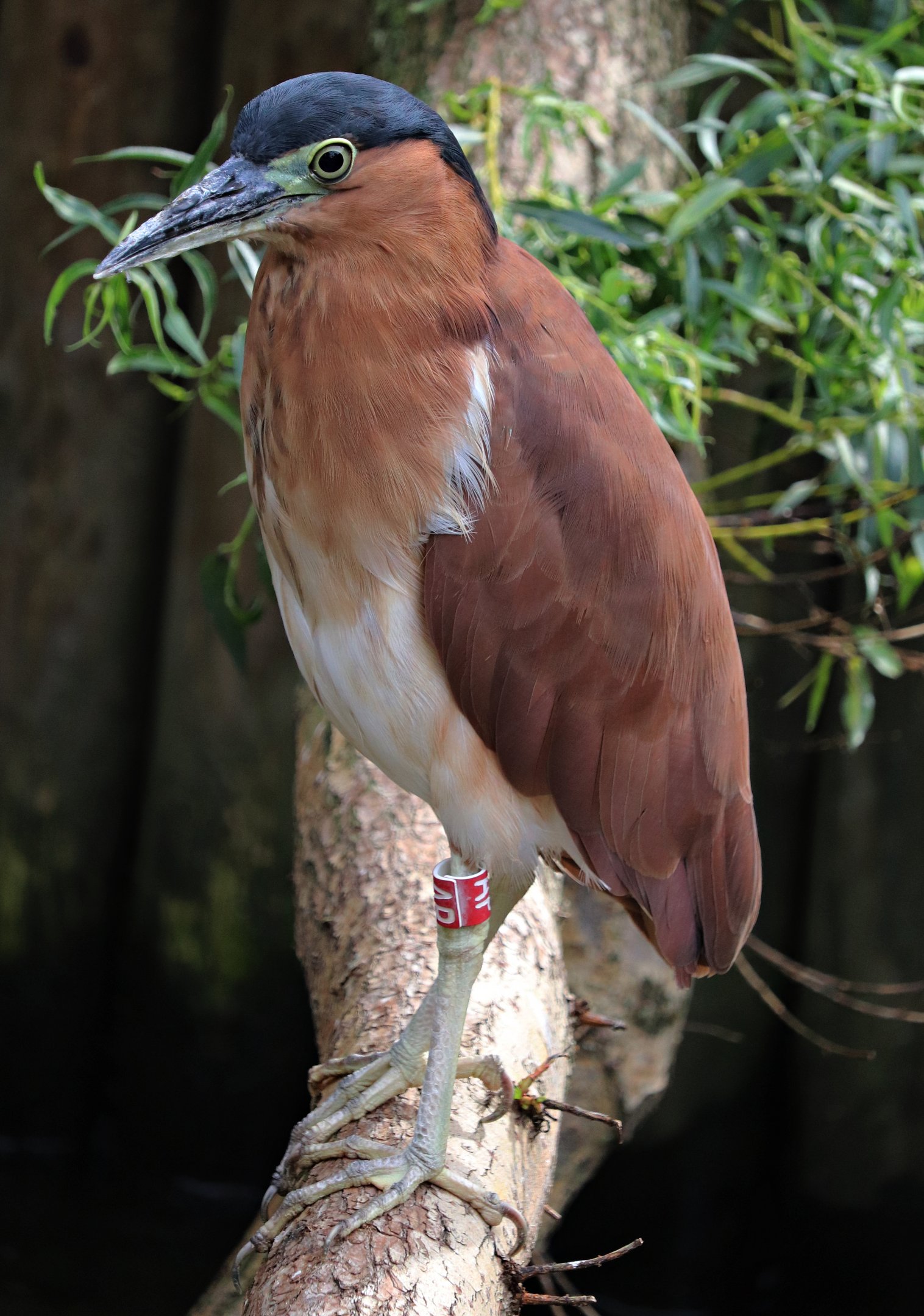 Celebes Sea nankeen night heron (Nycticorax caledonicus manillensis)