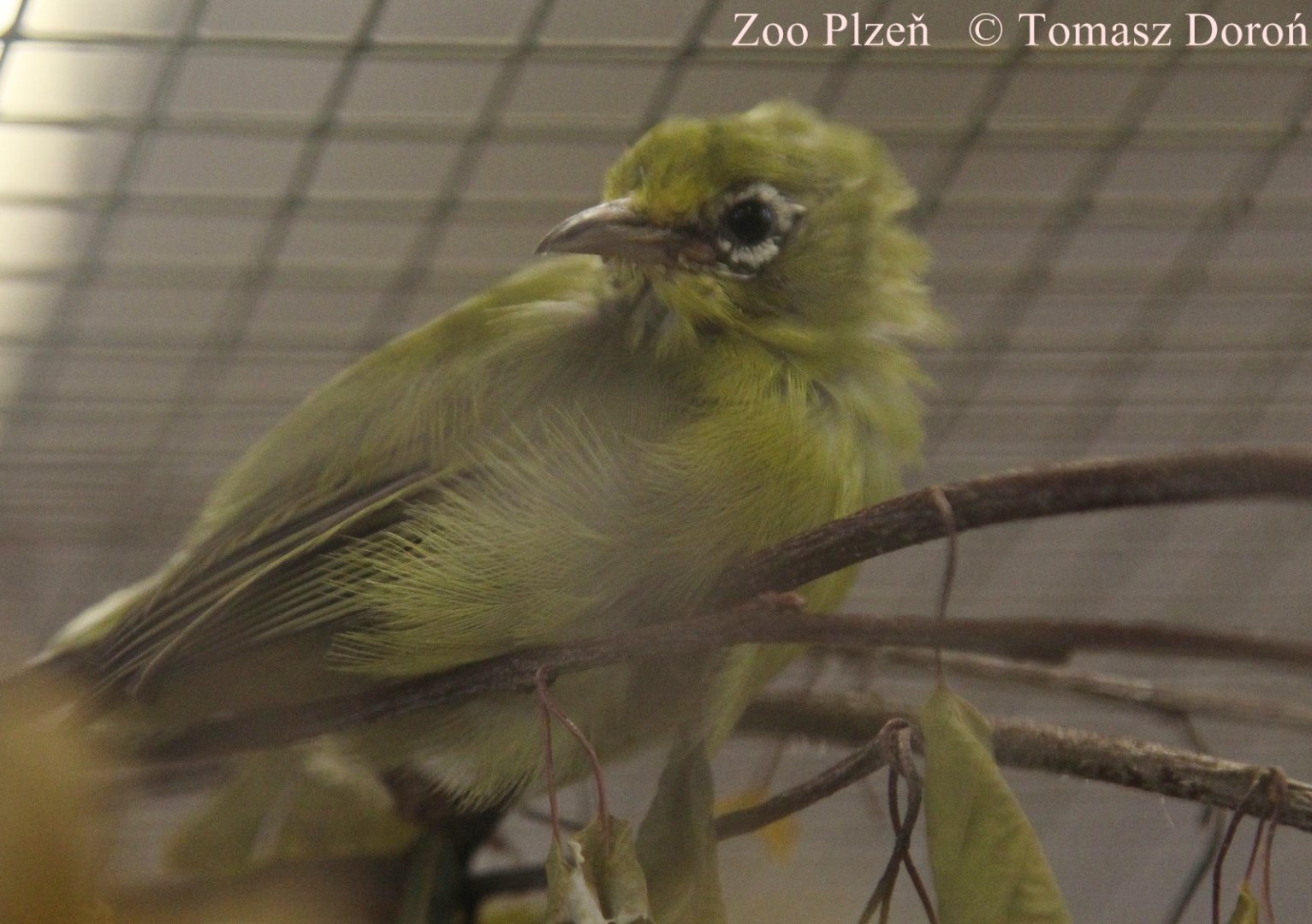 Celebes White-eye (Zosterops consobrinorum) 2016
