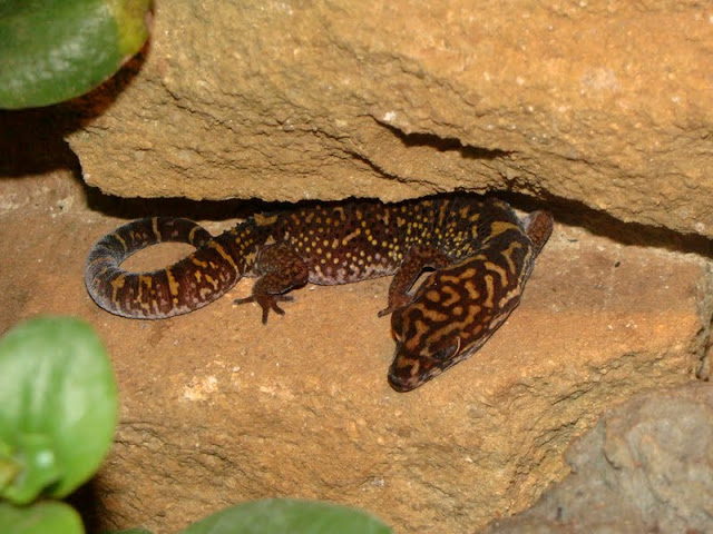 Celeonyx elegans