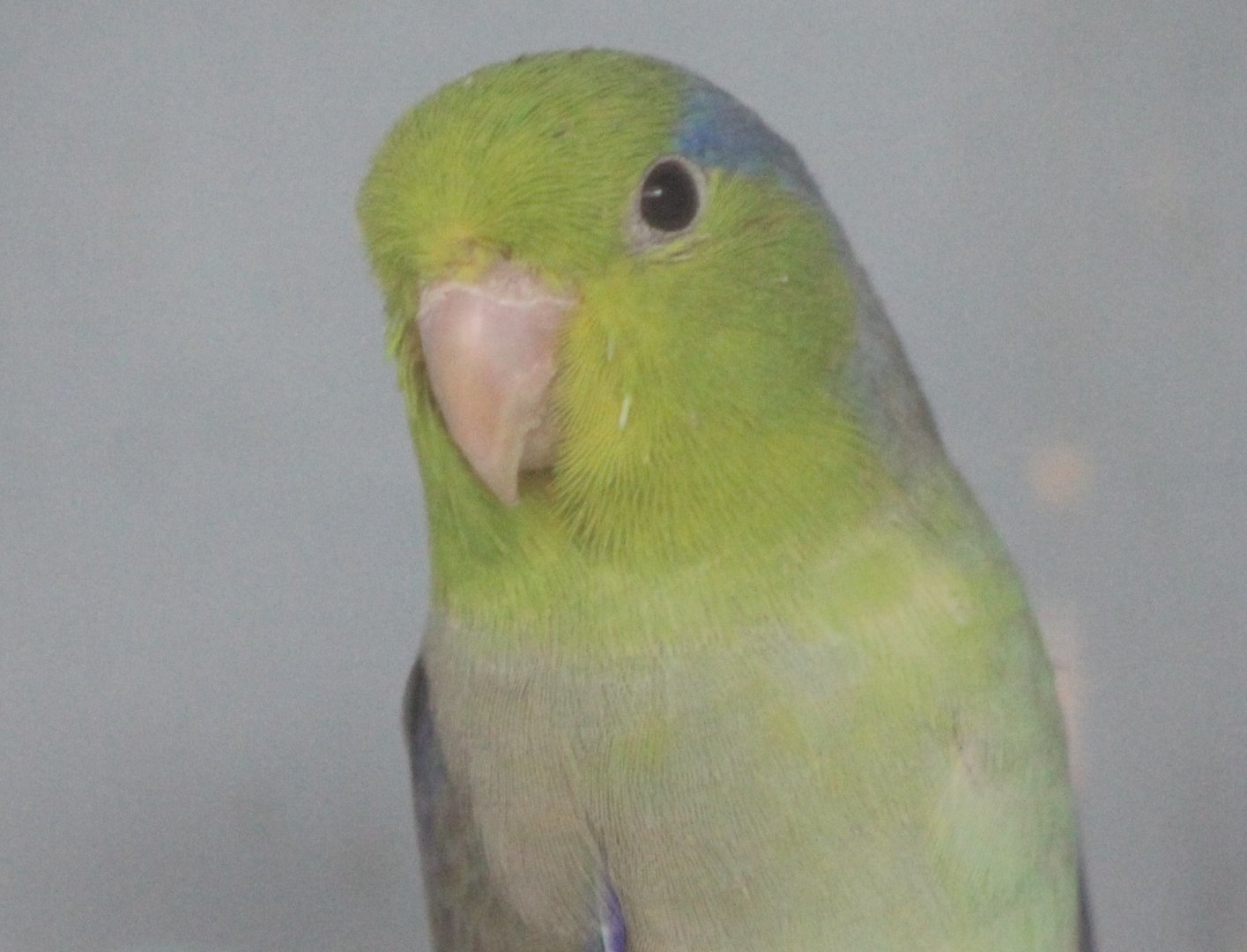 Celestial parrotlet