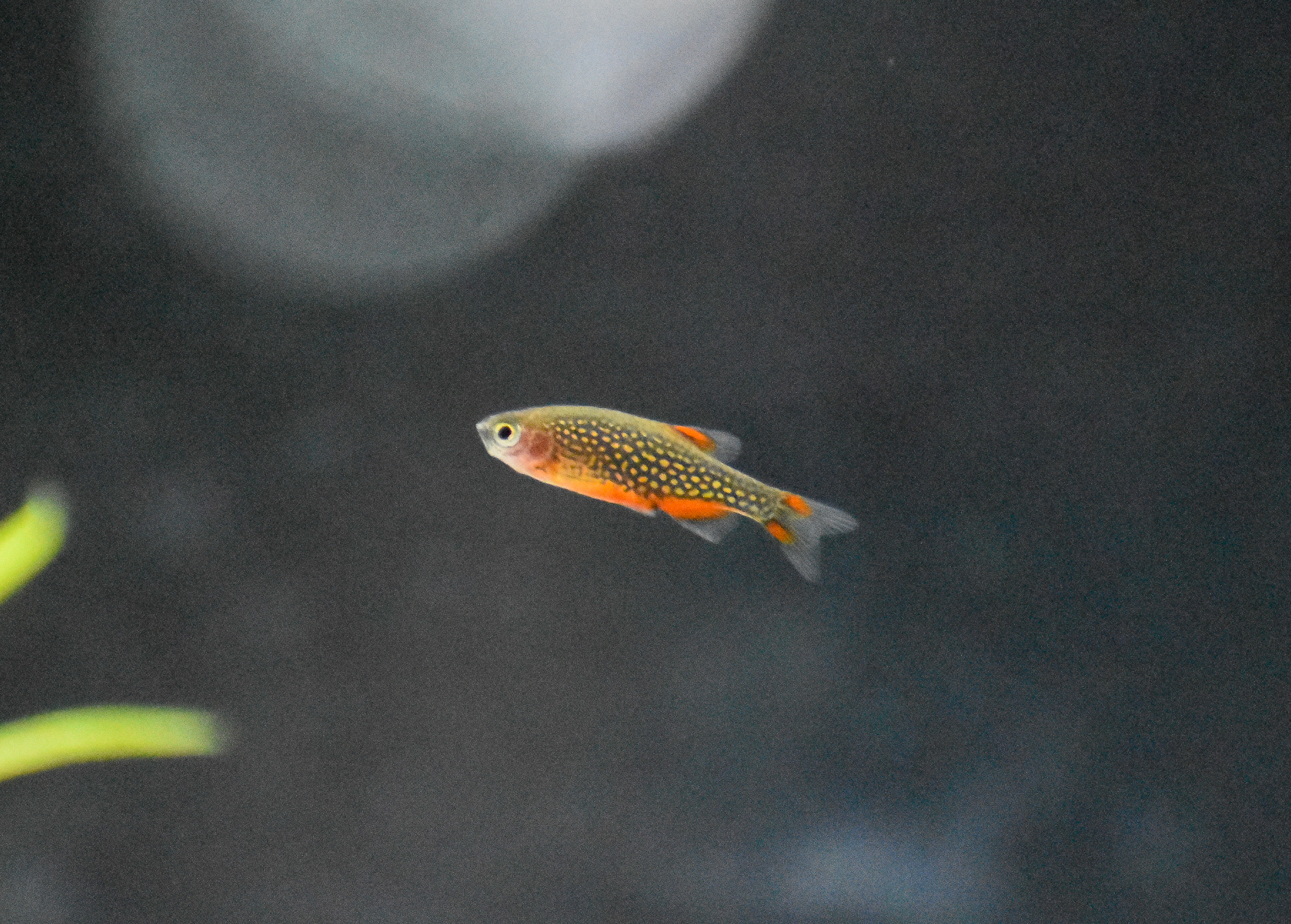 Celestial Pearl Danio (Danio margaritatus)