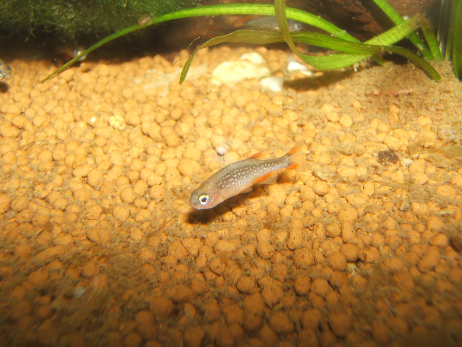 Celestial Pearl Danio