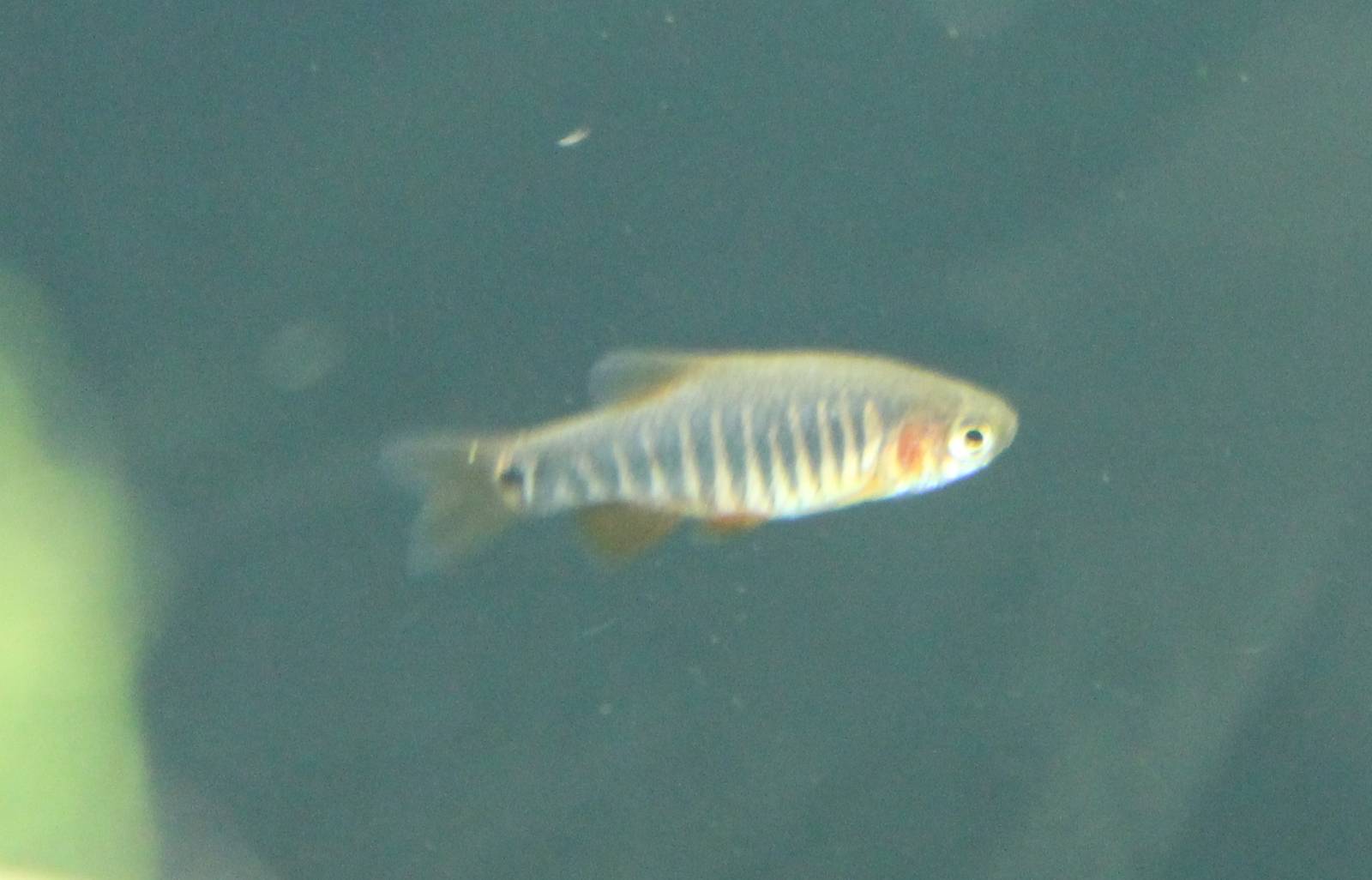 Celestichthys erythromicron
