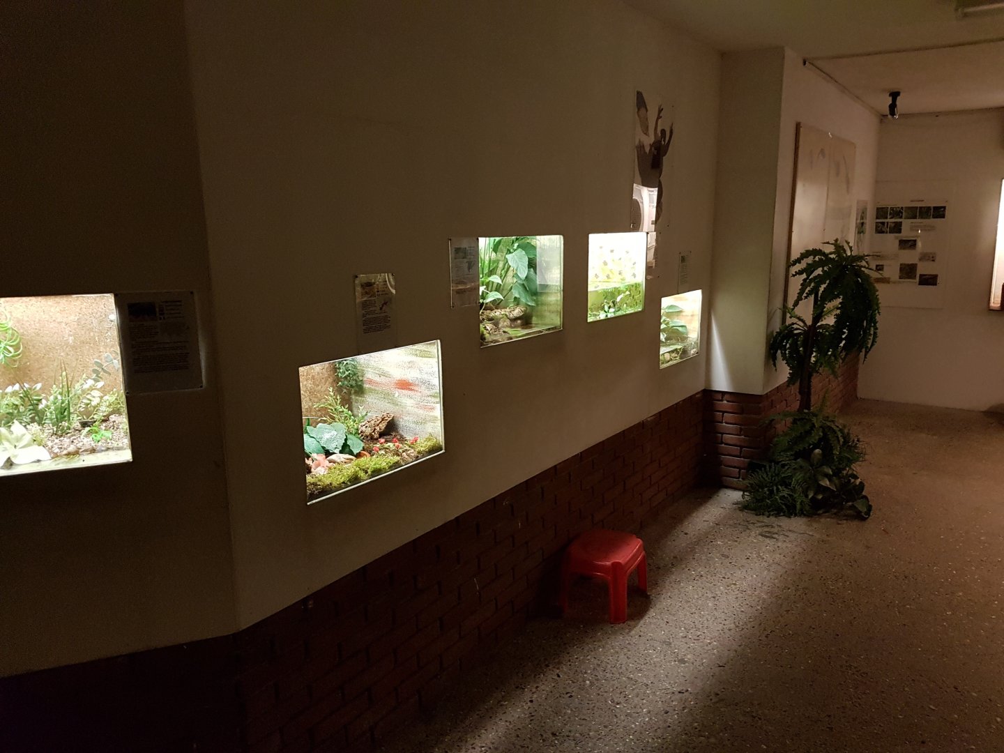 Cellar - Amphibian-enclosures