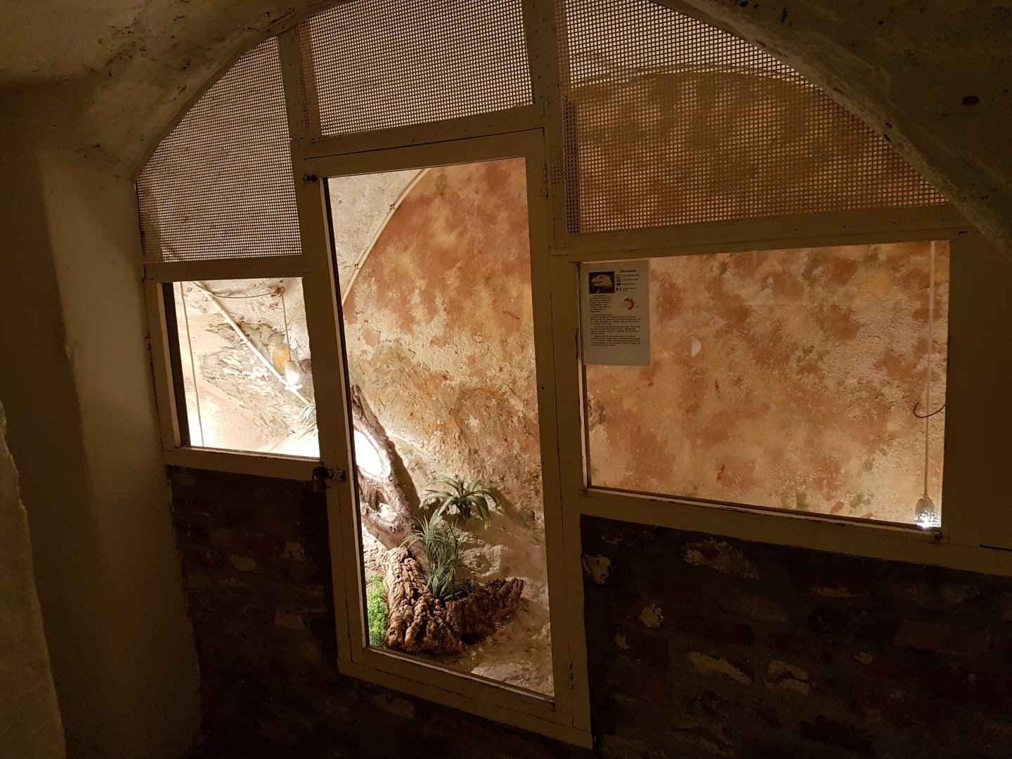 Cellar - Blue-tongued skink-enclosure