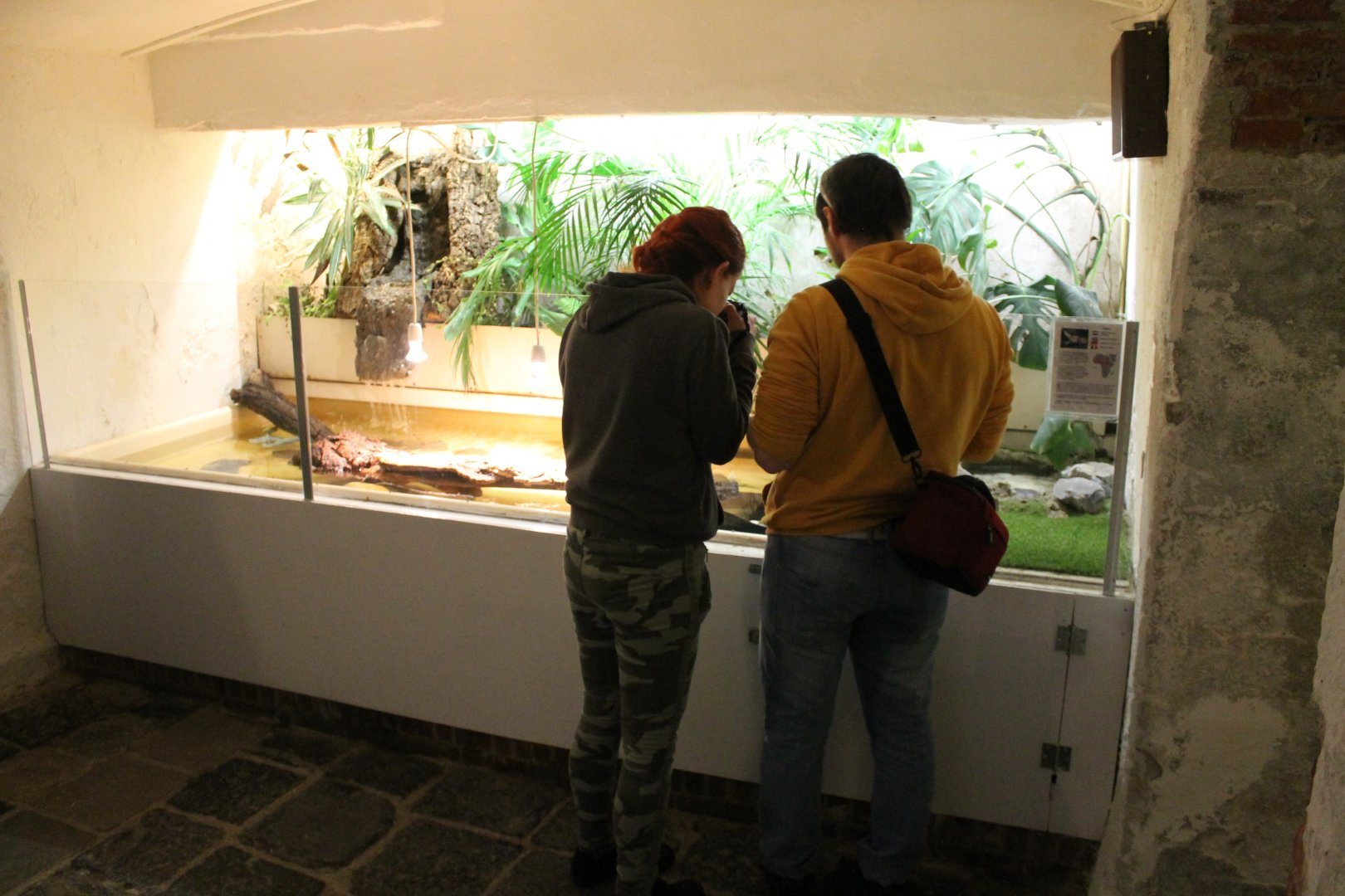 Cellar - new Adanson's mud turtle-enclosure