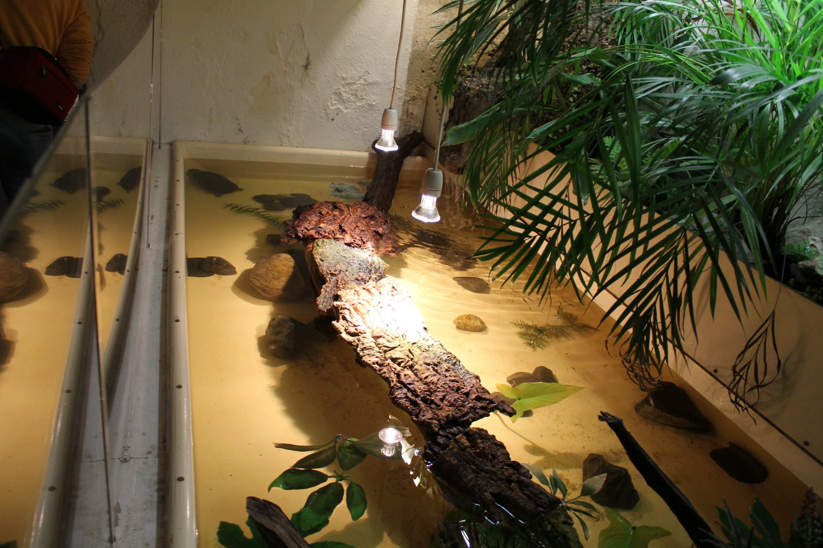 Cellar- new Adanson's mud turtle