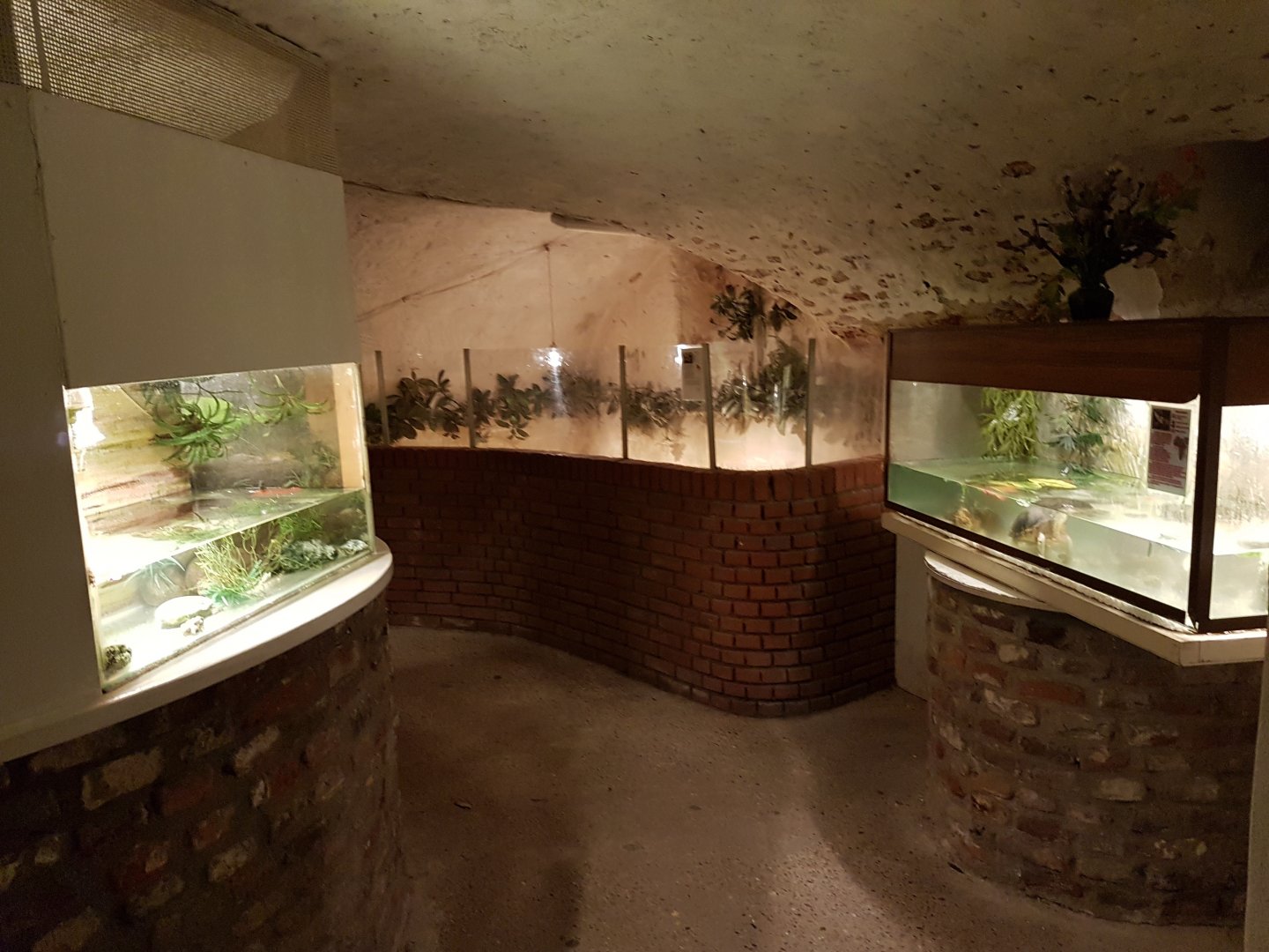 Cellar - Turtle and Toad-enclosures