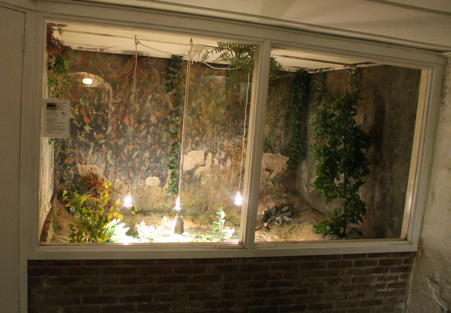 Cellar - Western twist-neck turtle-enclosure