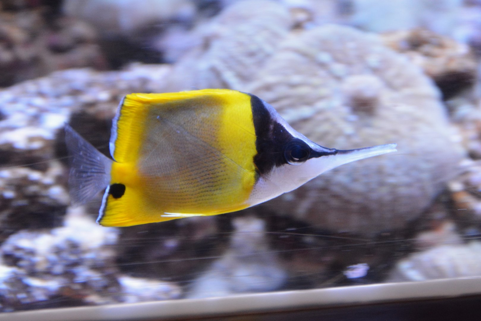 Cenderawasih longnose butterflyfish (Forcipiger wanai)