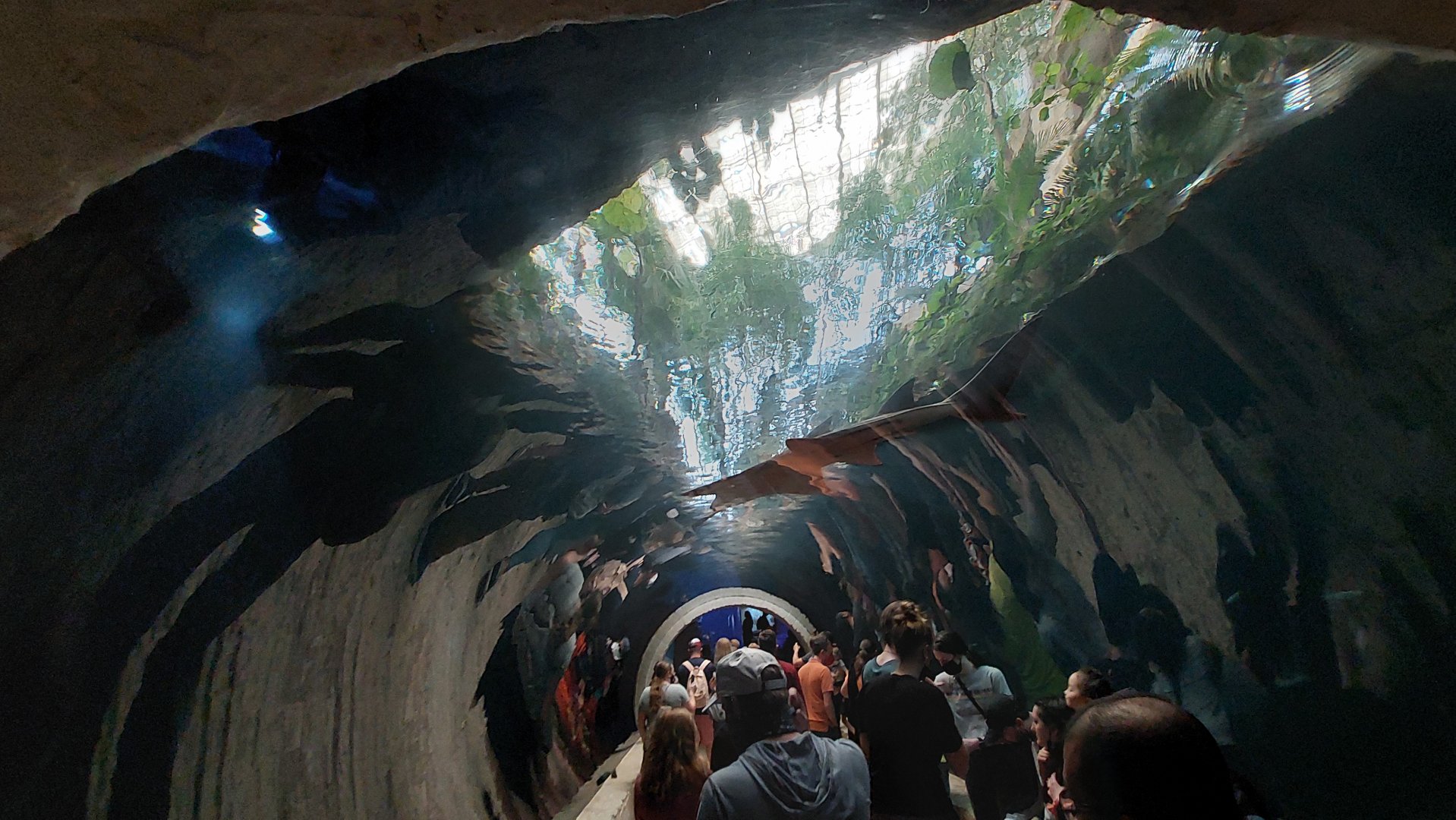 Cenote- Sawfish Tank Tunnel