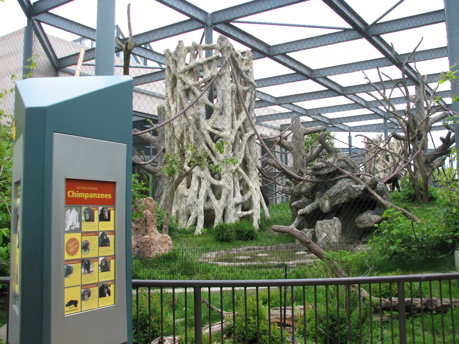 Center for African Apes - Chimpanzee Exhibit