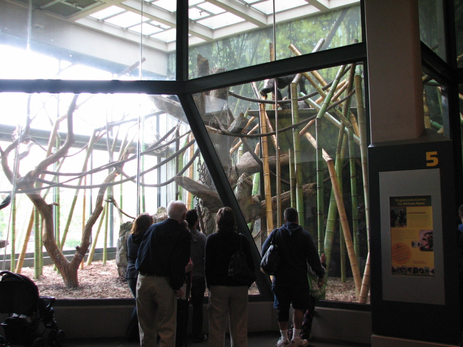 Center for African Apes - Gorilla Exhibit 1 Bedroom