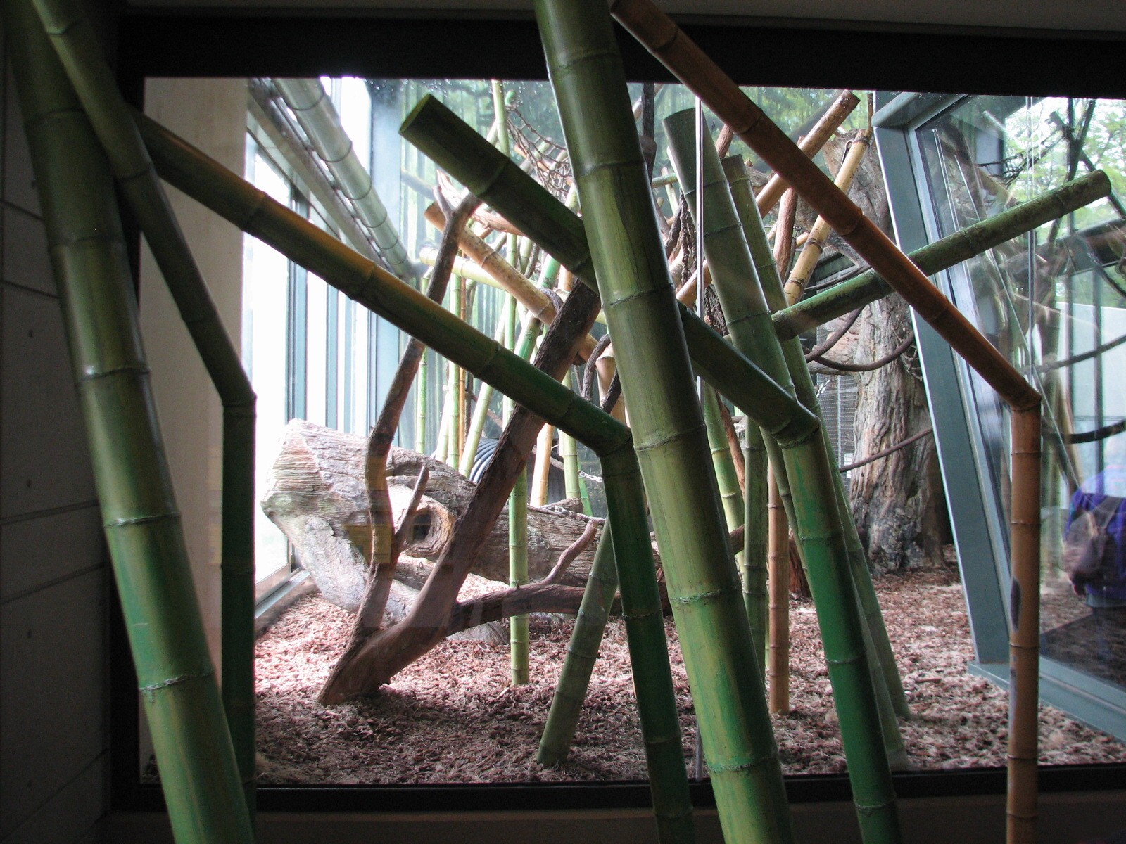 Center for African Apes - Gorilla Exhibit 1 Bedroom