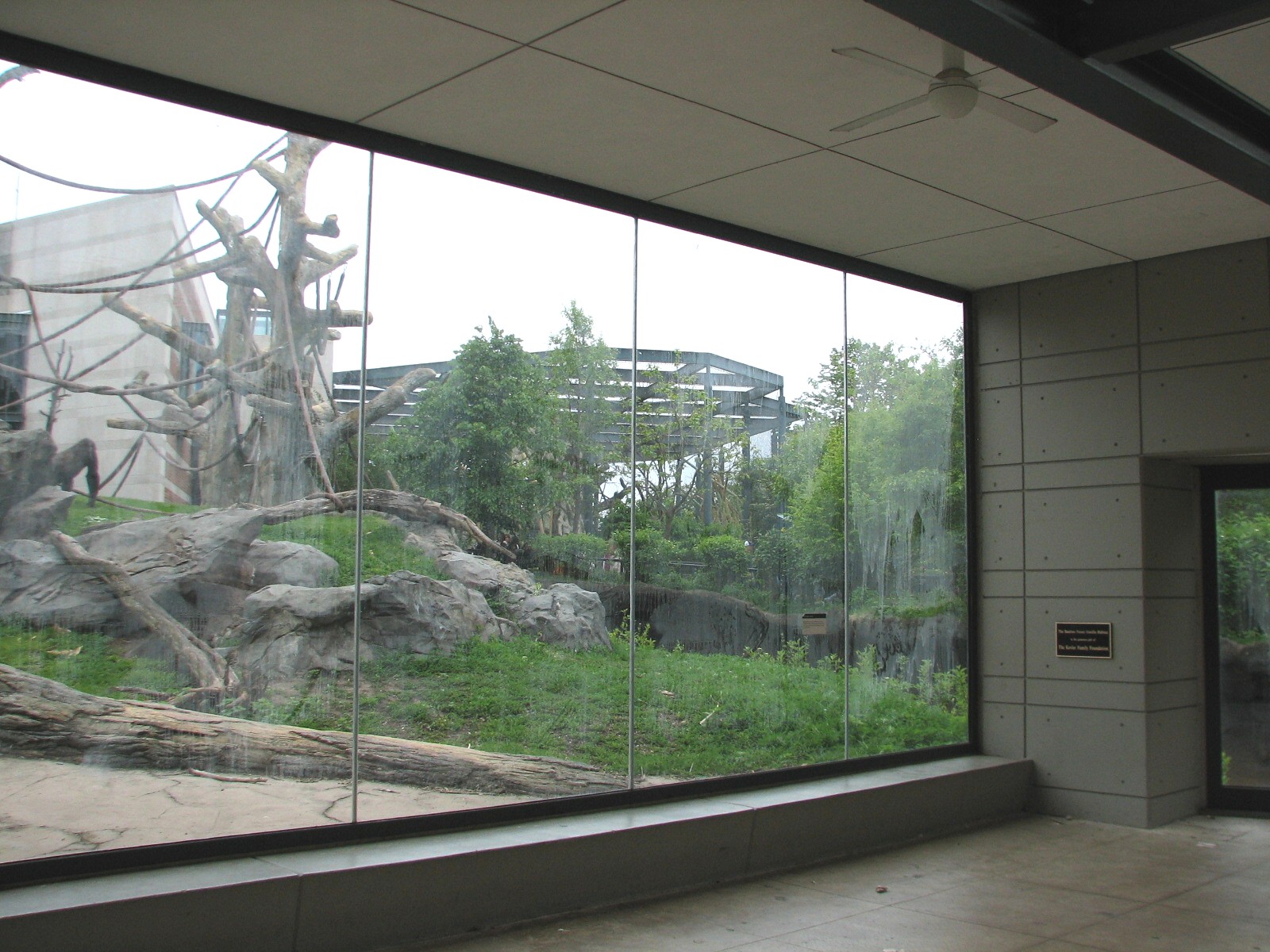 Center for African Apes - Gorilla Exhibit 1