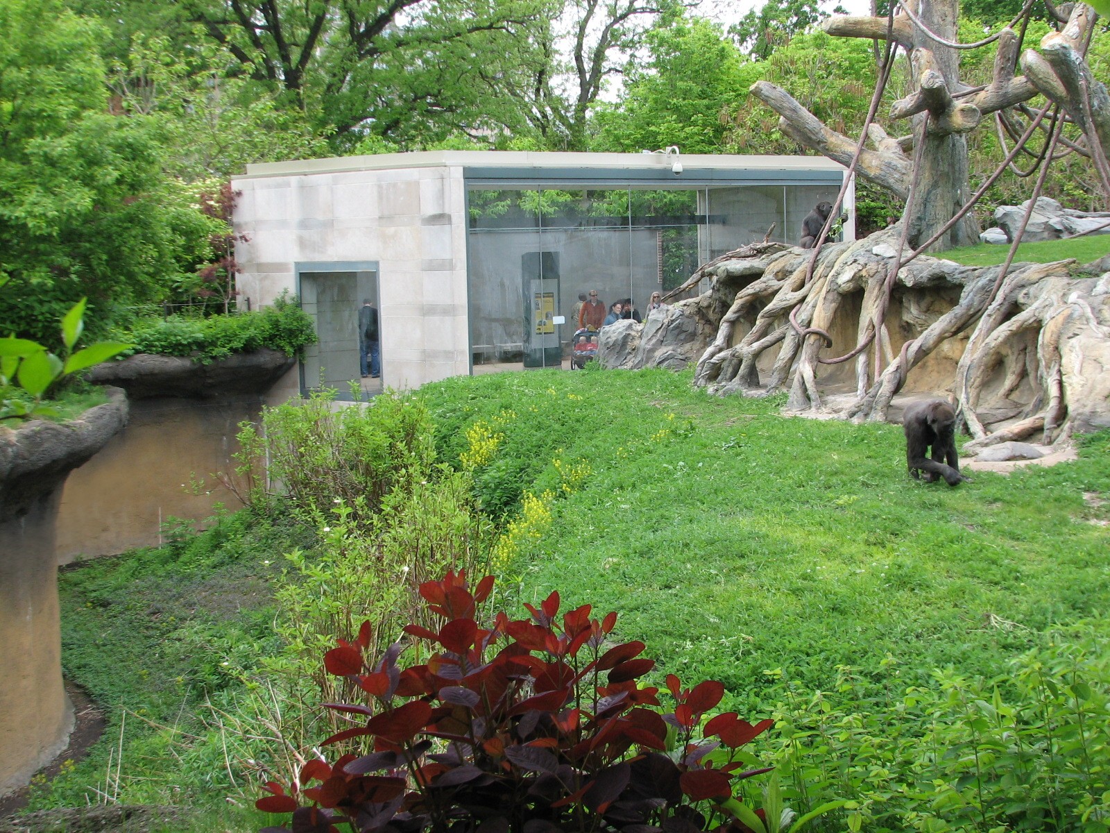 Center for African Apes - Gorilla Exhibit 1
