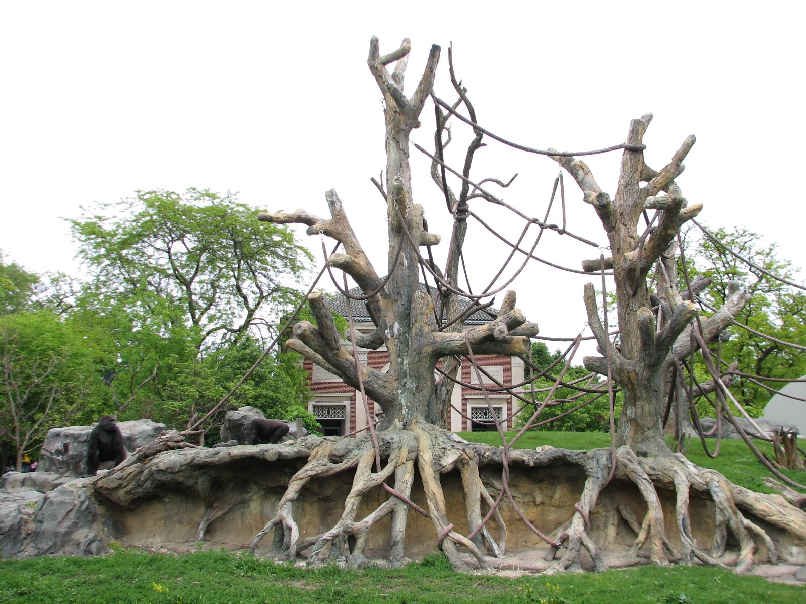 Center for African Apes - Gorilla Exhibit 1