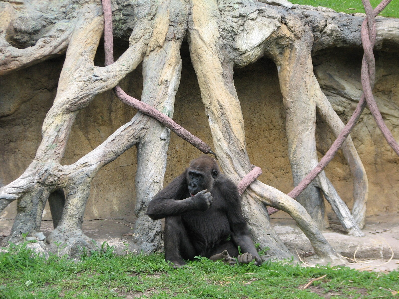 Center for African Apes - Gorilla Exhibit 1