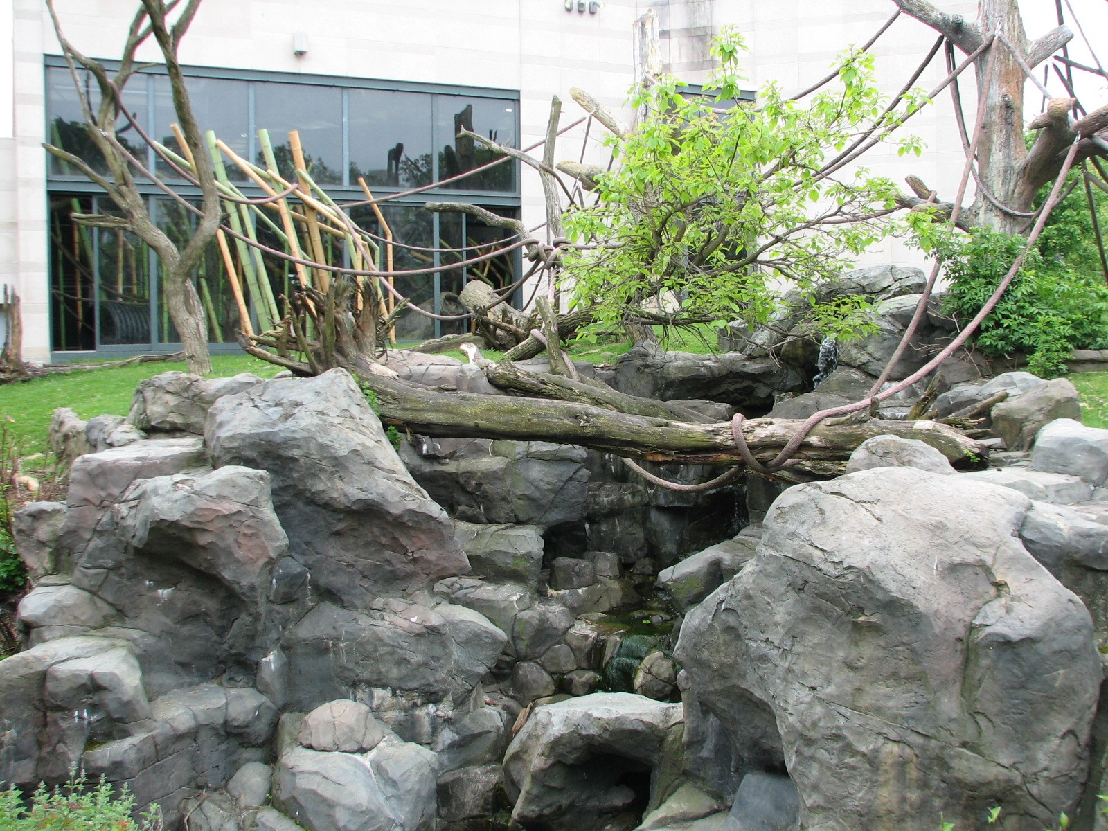 Center for African Apes - Gorilla Exhibit 1