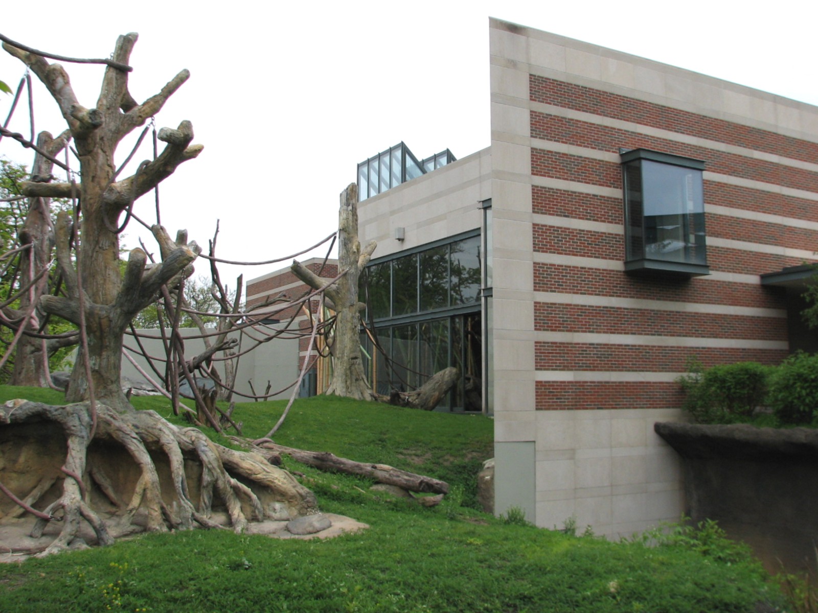 Center for African Apes - Gorilla Exhibit 1