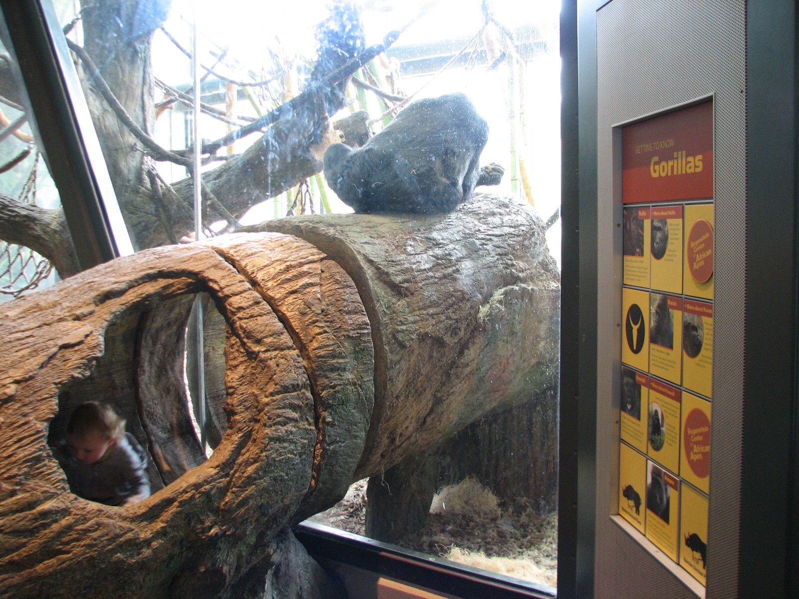 Center for African Apes - Gorilla Exhibit 2 Bedroom