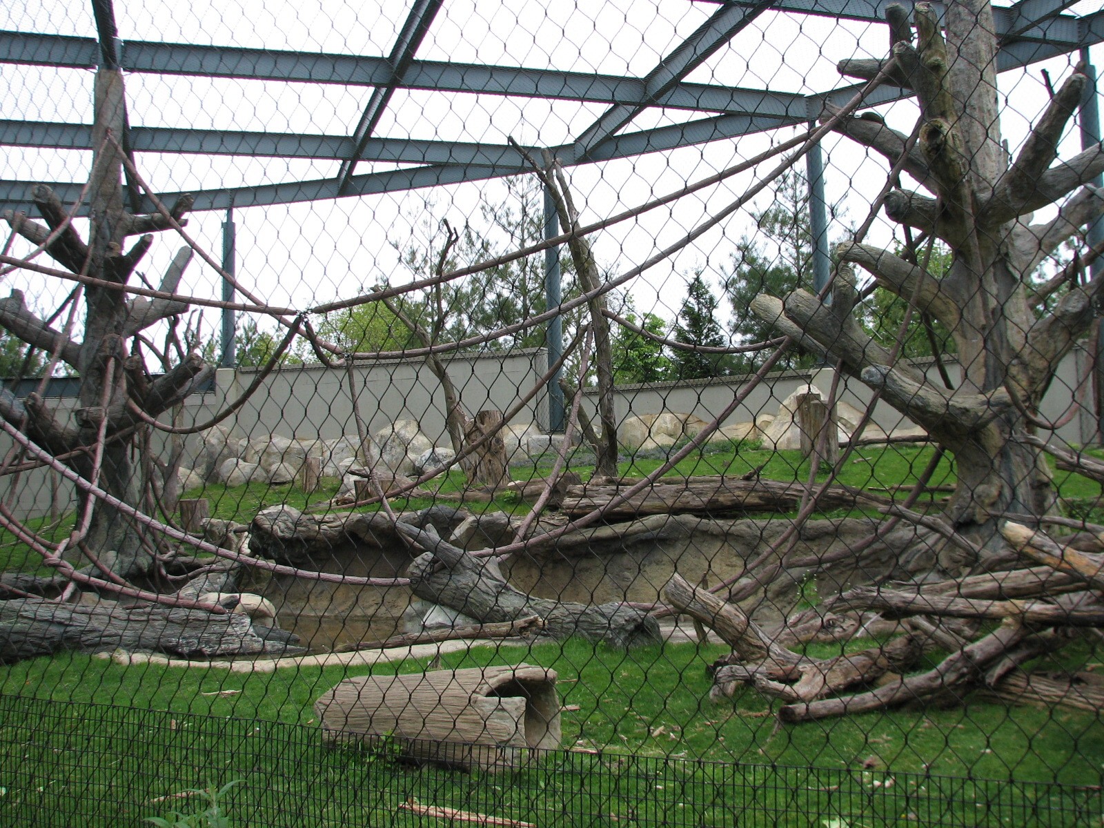 Center for African Apes - Gorilla Exhibit 2