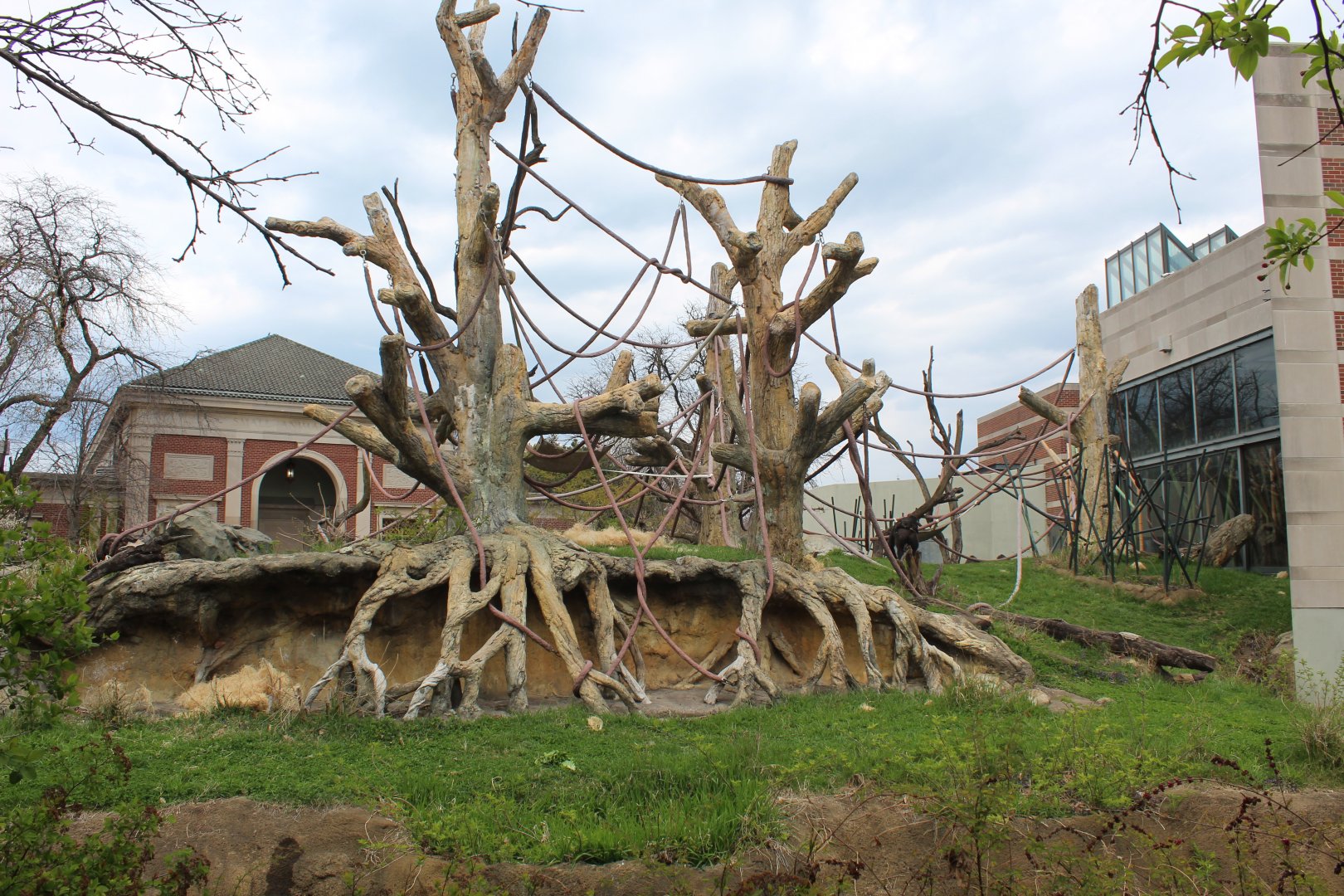 Center for African Apes - Gorilla Exhibit