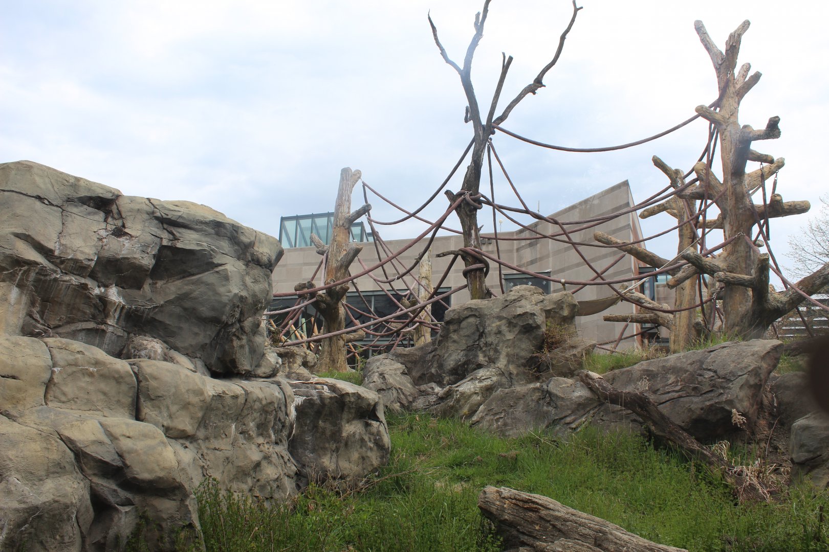 Center for African Apes - Gorilla Exhibit