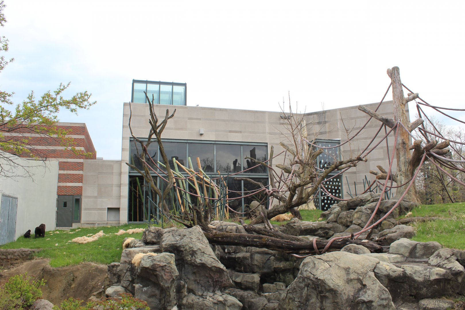 Center for African Apes - Gorilla Exhibit