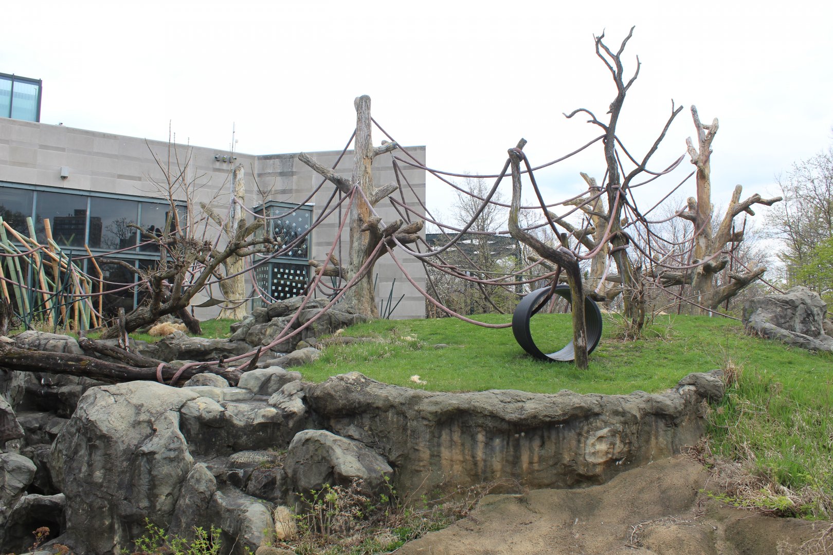 Center for African Apes - Gorilla Exhibit
