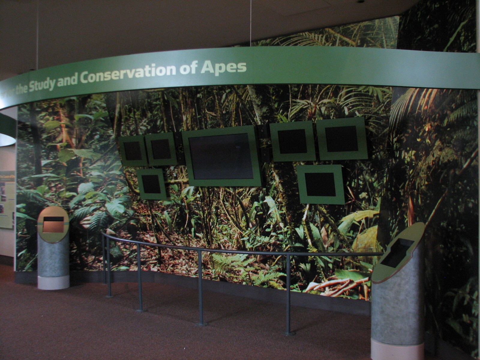 Center for African Apes - Graphics