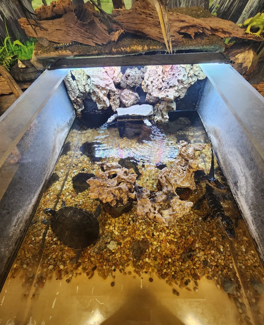Center For Wildlife Education (GA) - Alligator/Turtle exhibit