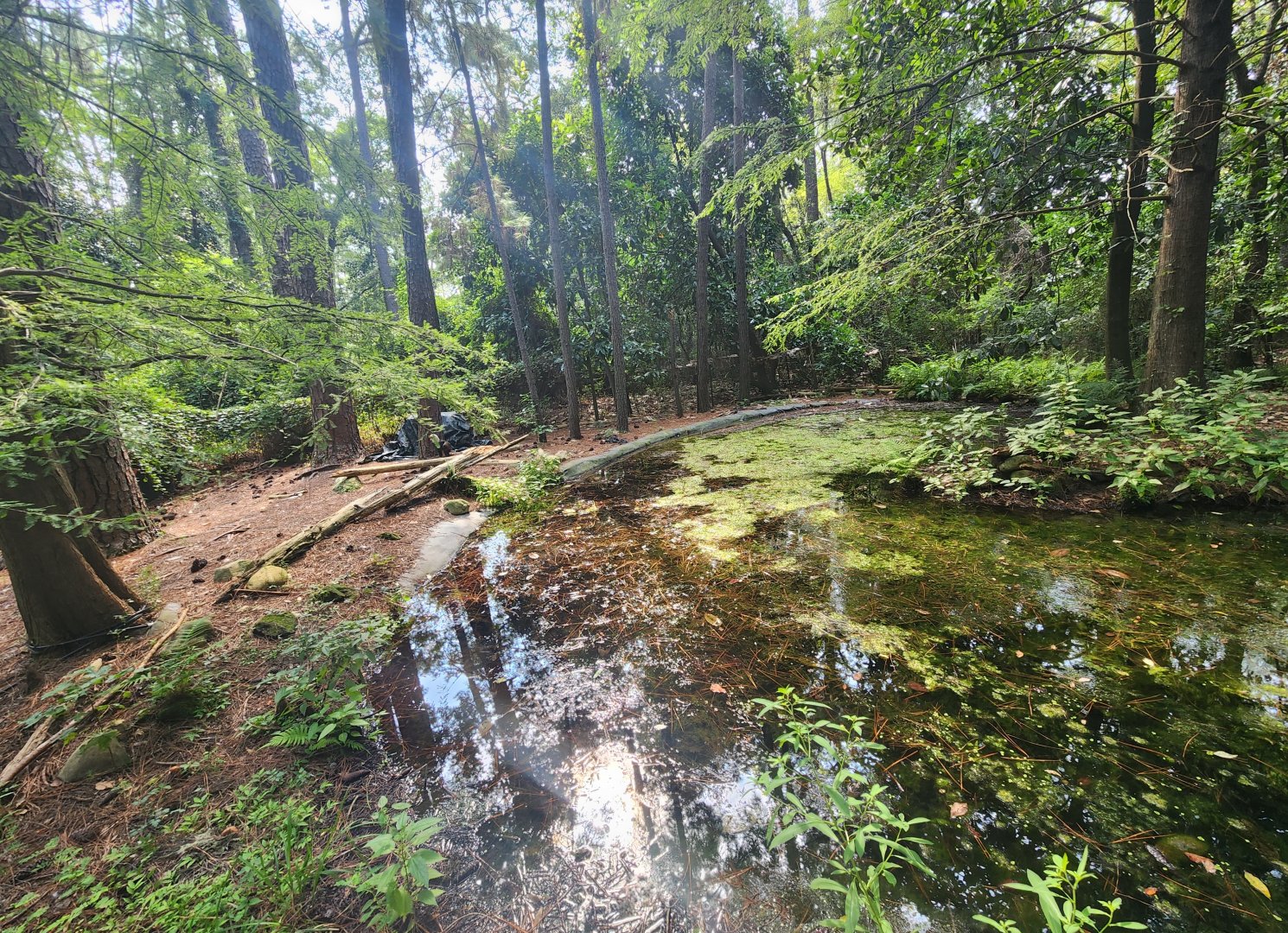 Center For Wildlife Education (GA) - Bald Eagle exhibit